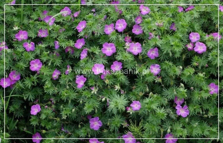 Bodziszek krwisty Geranium