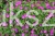 Bodziszek krwisty Geranium