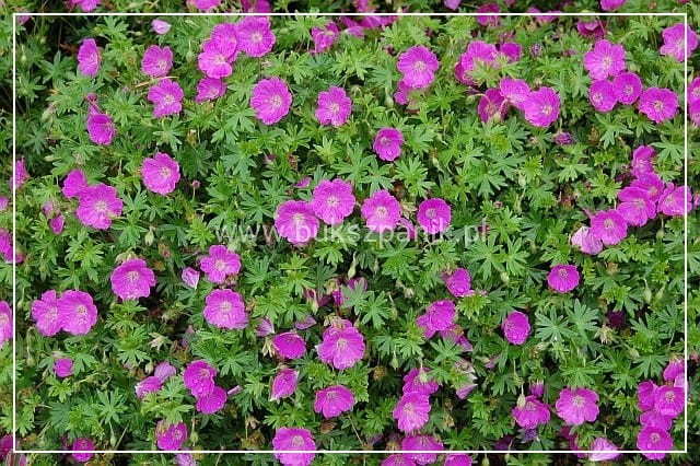 Bodziszek krwisty Geranium
