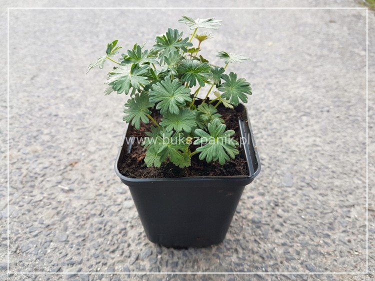 Bodziszek krwisty Geranium