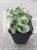 Bodziszek krwisty Geranium