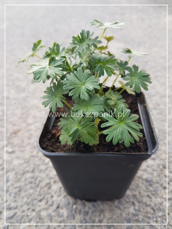 Bodziszek krwisty Geranium
