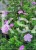 Bodziszek krwisty Geranium
