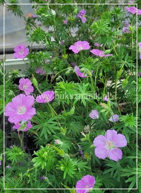 Bodziszek krwisty Geranium