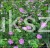 Bodziszek krwisty Geranium