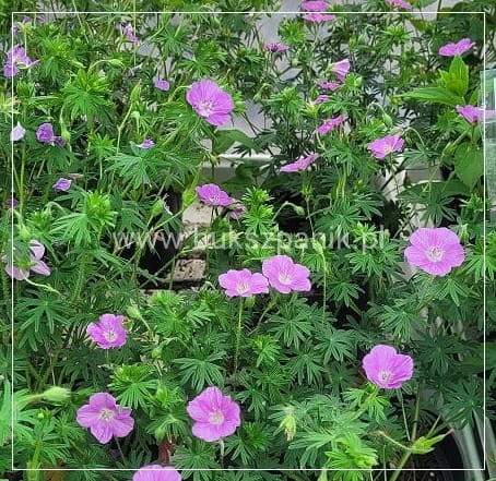 Bodziszek krwisty Geranium