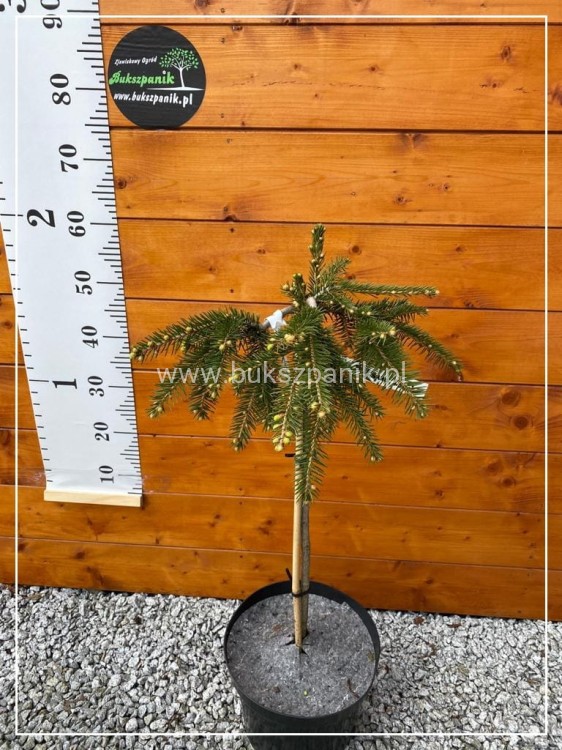 Świerk kłujący  'Hermann Naue' Picea pungens Pa 60cm