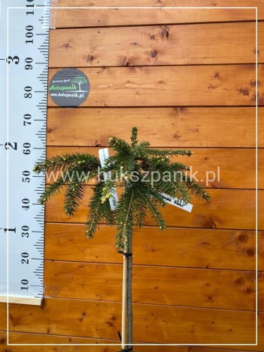 Świerk kłujący  'Hermann Naue' Picea pungens Pa 60cm