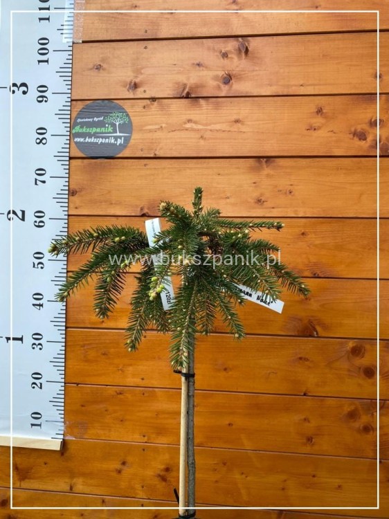 Świerk kłujący  'Hermann Naue' Picea pungens Pa 60cm