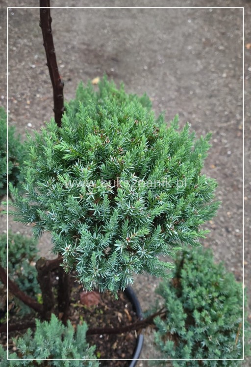 Jałowiec Chiński 'Stricta' BONSAI