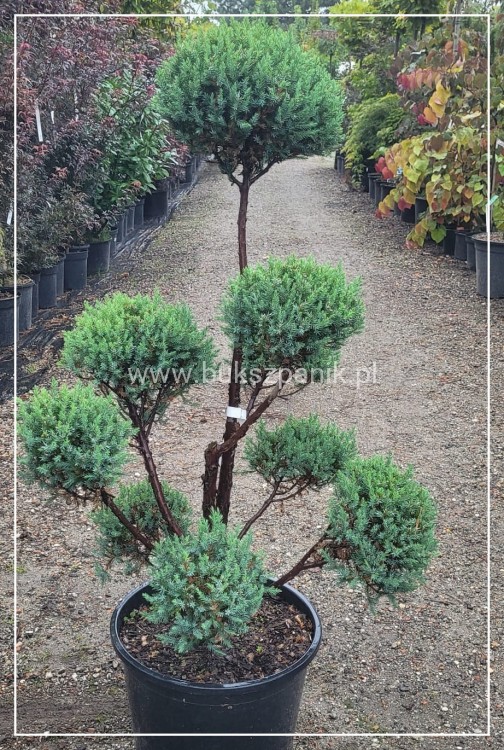 Jałowiec Chiński 'Stricta' BONSAI
