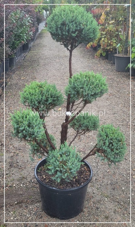 Jałowiec Chiński 'Stricta' BONSAI