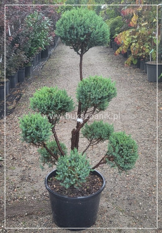 Jałowiec Chiński 'Stricta' BONSAI