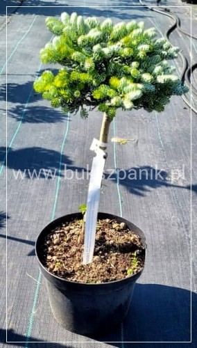 Jodła KOREAŃSKA Kohout's Icebreaker' Abies koreana Pa20-30cm (2).jpeg