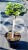 Jodła KOREAŃSKA Kohout's Icebreaker' Abies koreana Pa20-30cm (2).jpeg