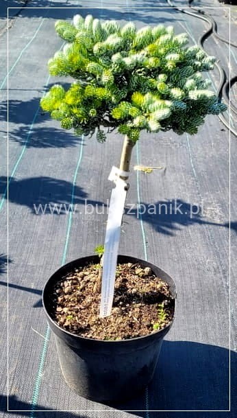 Jodła KOREAŃSKA Kohout's Icebreaker' Abies koreana Pa20-30cm (2).jpeg