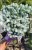 Jodła KOREAŃSKA Kohout's Icebreaker' Abies koreana Pa20-30cm.jpeg