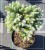 Jodła KOREAŃSKA Kohout's Icebreaker' Abies koreana Pa20-30cm (3).jpeg
