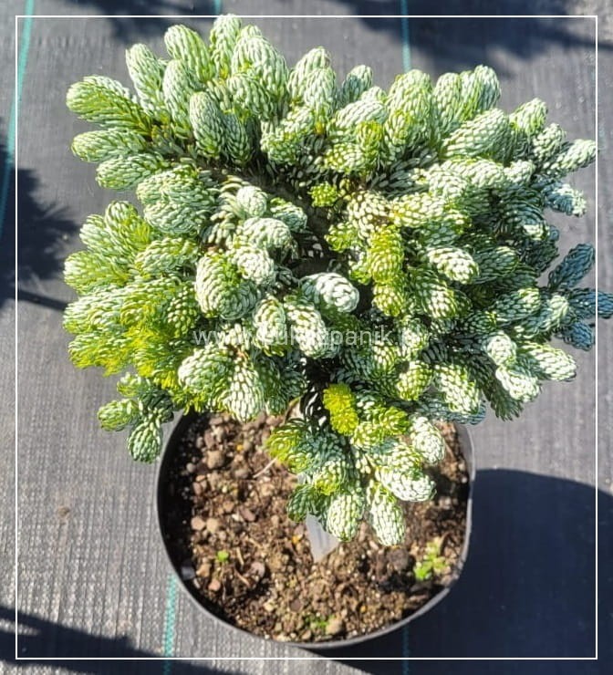 Jodła KOREAŃSKA Kohout's Icebreaker' Abies koreana Pa20-30cm (3).jpeg
