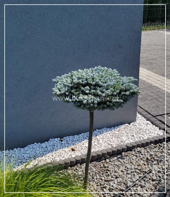 Jodła KOREAŃSKA Kohout's Icebreaker'PA20-40/10-15cm Abies koreana