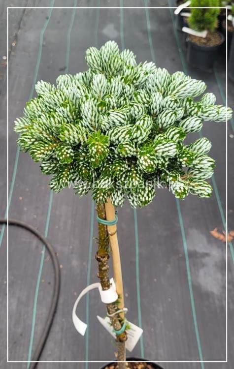 Jodła KOREAŃSKA Kohout's Icebreaker' Abies koreana Pa-90-115cm