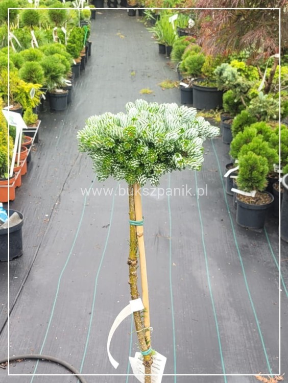 Jodła KOREAŃSKA Kohout's Icebreaker' Abies koreana Pa-90-115cm