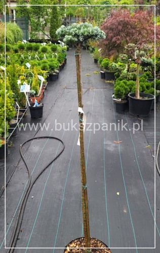 Jodła KOREAŃSKA Kohout's Icebreaker' Abies koreana Pa110-130 cm