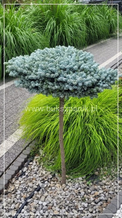 Jodła KOREAŃSKA Kohout's Icebreaker' Abies koreana Pa110-130 cm