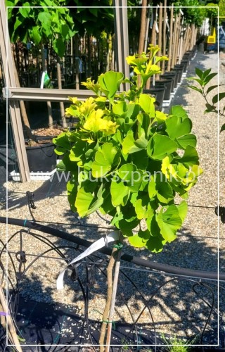 Miłorząb dwuklapowy "Mariken"- Ginkgo biloba PA 90, C7,5l