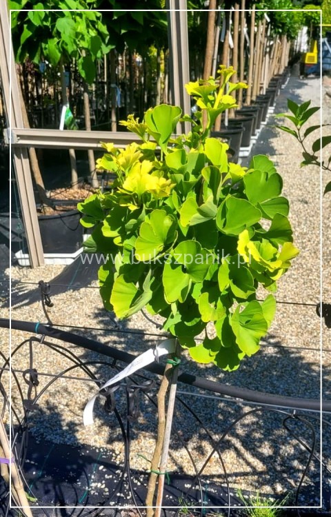 Miłorząb dwuklapowy "Mariken"- Ginkgo biloba PA 90, C7,5l