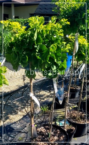 Miłorząb dwuklapowy "Mariken"- Ginkgo biloba PA 90, C7,5l
