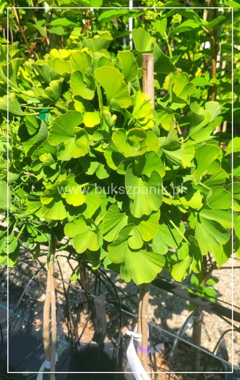 Miłorząb dwuklapowy "Mariken"- Ginkgo biloba PA 90, C7,5l