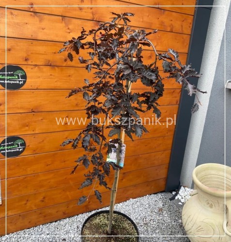 Buk pospolity "Rohan Weeping"- Fagus sylvatica PA120-130cm ob. 5-6cm