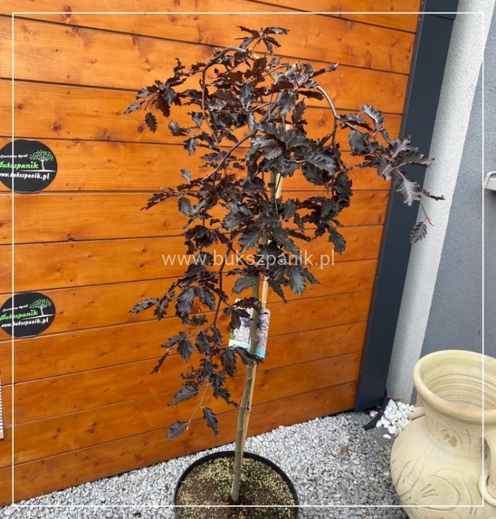 Buk pospolity "Rohan Weeping"- Fagus sylvatica PA120-130cm ob. 5-6cm