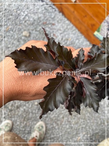 Buk pospolity "Rohan Weeping"- Fagus sylvatica PA120-130cm ob. 5-6cm