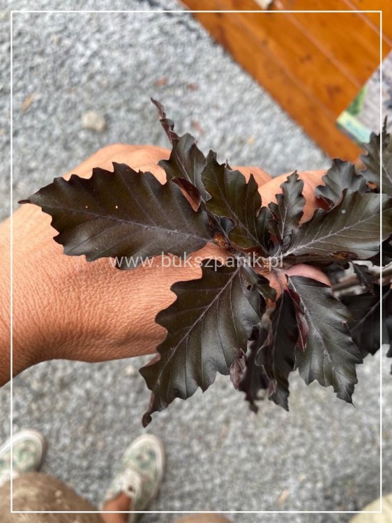 Buk pospolity "Rohan Weeping"- Fagus sylvatica PA120-130cm ob. 5-6cm