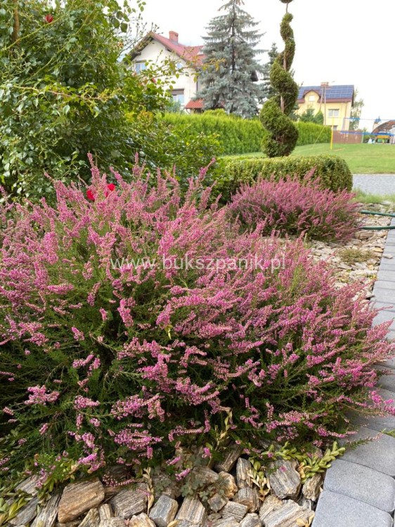 Wrzos- Calluna vulgaris