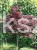 bBuk pospolity "Rohan Weeping"- Fagus sylvatica PA120-130cm ob. 5-6cm