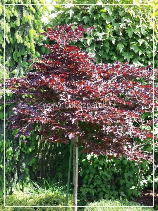 bBuk pospolity "Rohan Weeping"- Fagus sylvatica PA120-130cm ob. 5-6cm