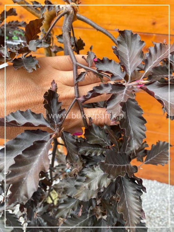 Buk pospolity "Rohan Weeping"- Fagus sylvatica PA120-130cm ob. 5-6cm