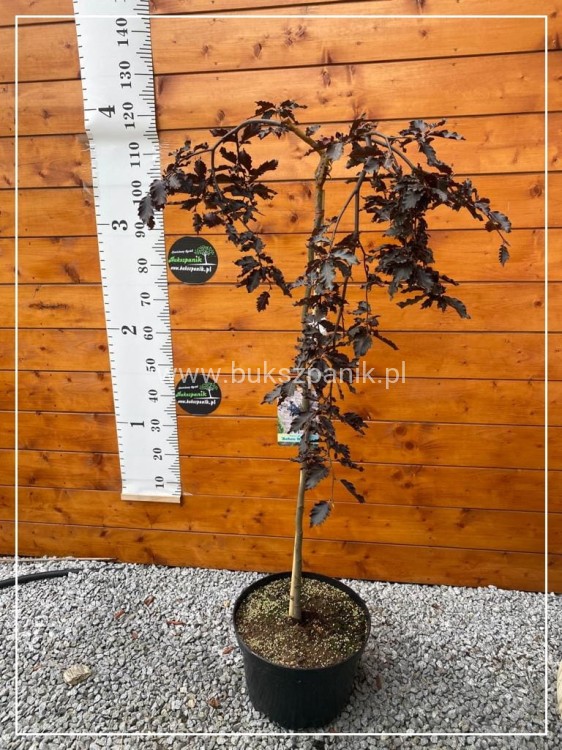 Buk pospolity "Rohan Weeping"- Fagus sylvatica PA120-130cm ob. 5-6cm