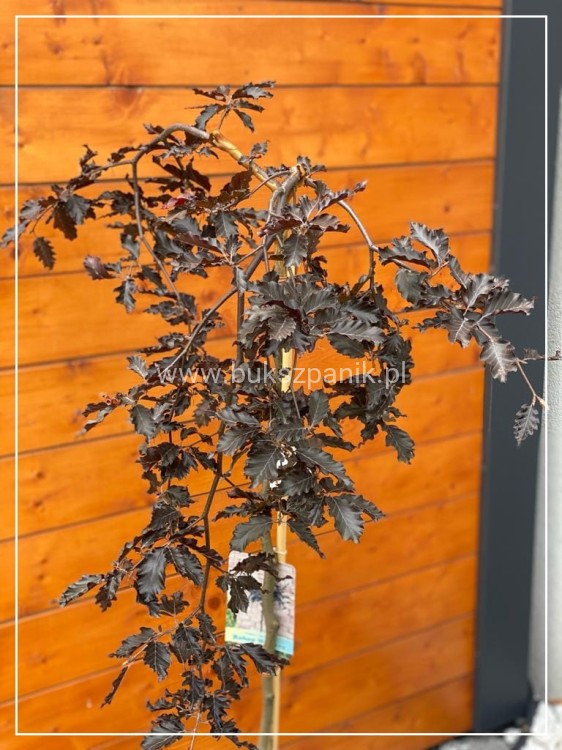 Buk pospolity "Rohan Weeping"- Fagus sylvatica PA120-130cm ob. 5-6cm