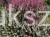 Wrzos- Calluna vulgaris