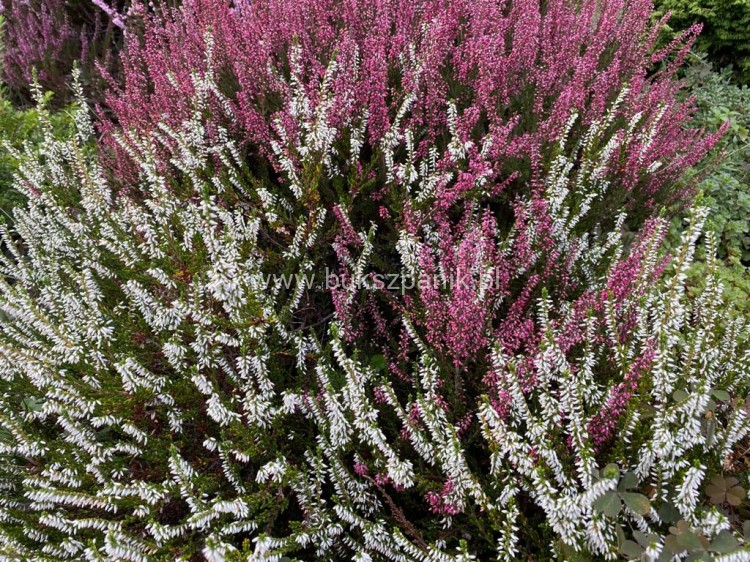 Wrzos- Calluna vulgaris