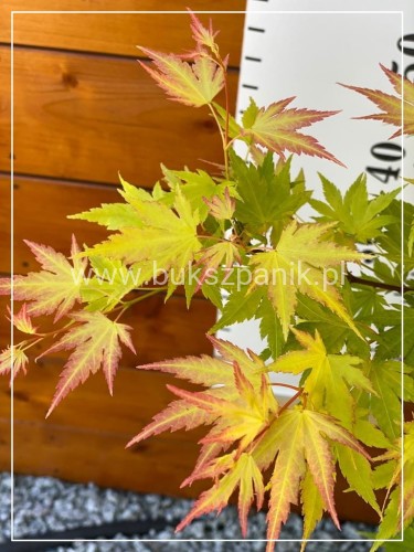 Klon Palmowy ORANGE DREAM- Acer palmatum C10