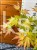 Klon Palmowy ORANGE DREAM- Acer palmatum C10