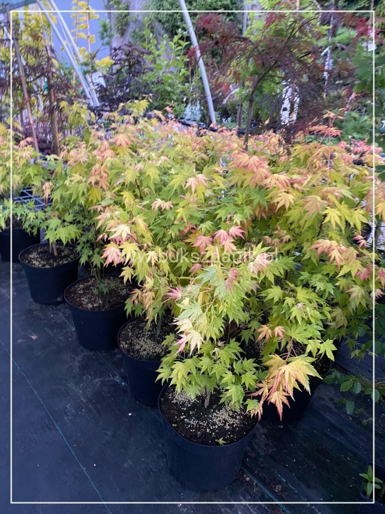 Klon Palmowy ORANGE DREAM- Acer palmatum C10