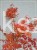 Klon Palmowy ORANGE DREAM- Acer palmatum C10