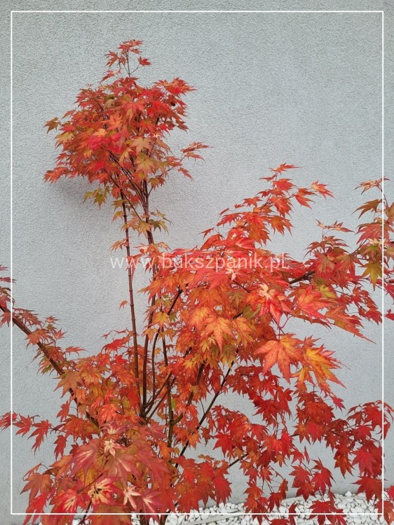 Klon Palmowy ORANGE DREAM- Acer palmatum C10