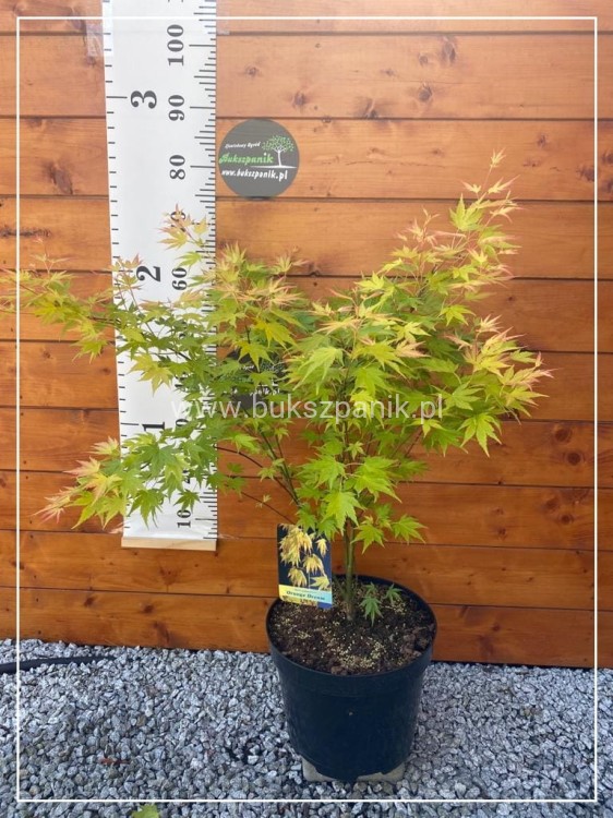 Klon Palmowy ORANGE DREAM- Acer palmatum C10